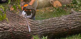 Best Tree Trimming and Pruning  in Sleepy Hollow, WY